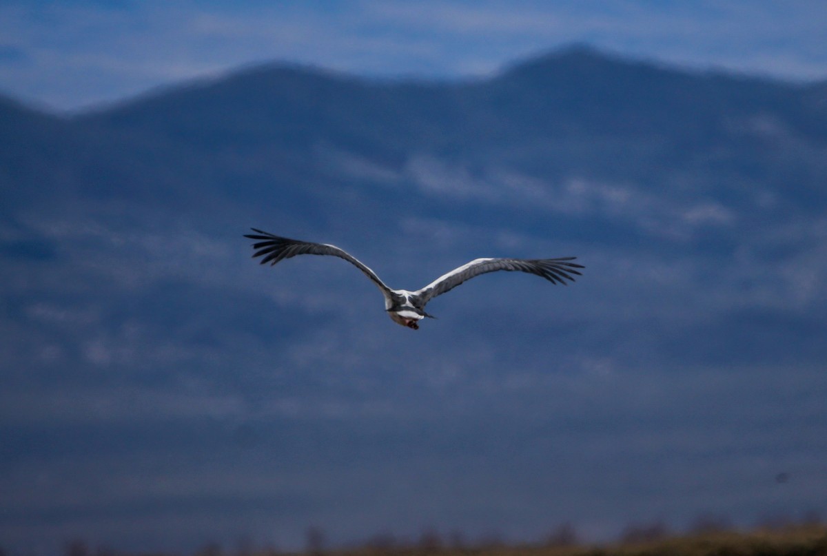 Maguari Stork - Juan Marcos Montanari