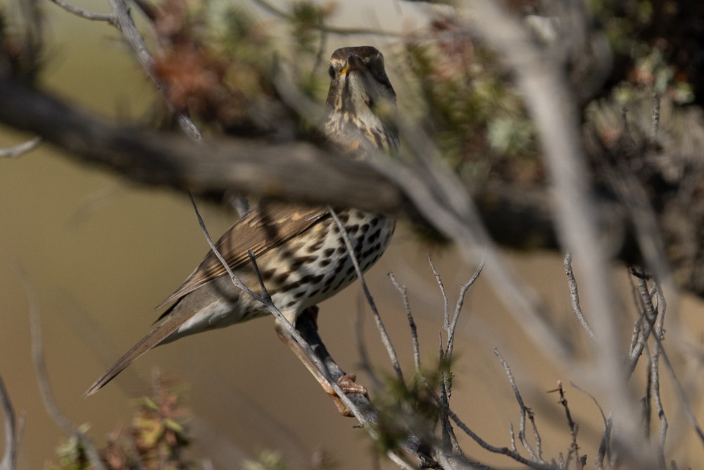 Song Thrush - ML610255960