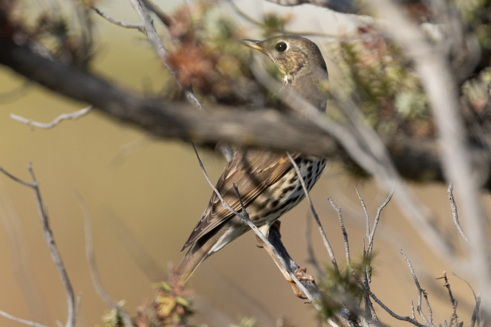 Song Thrush - ML610255961