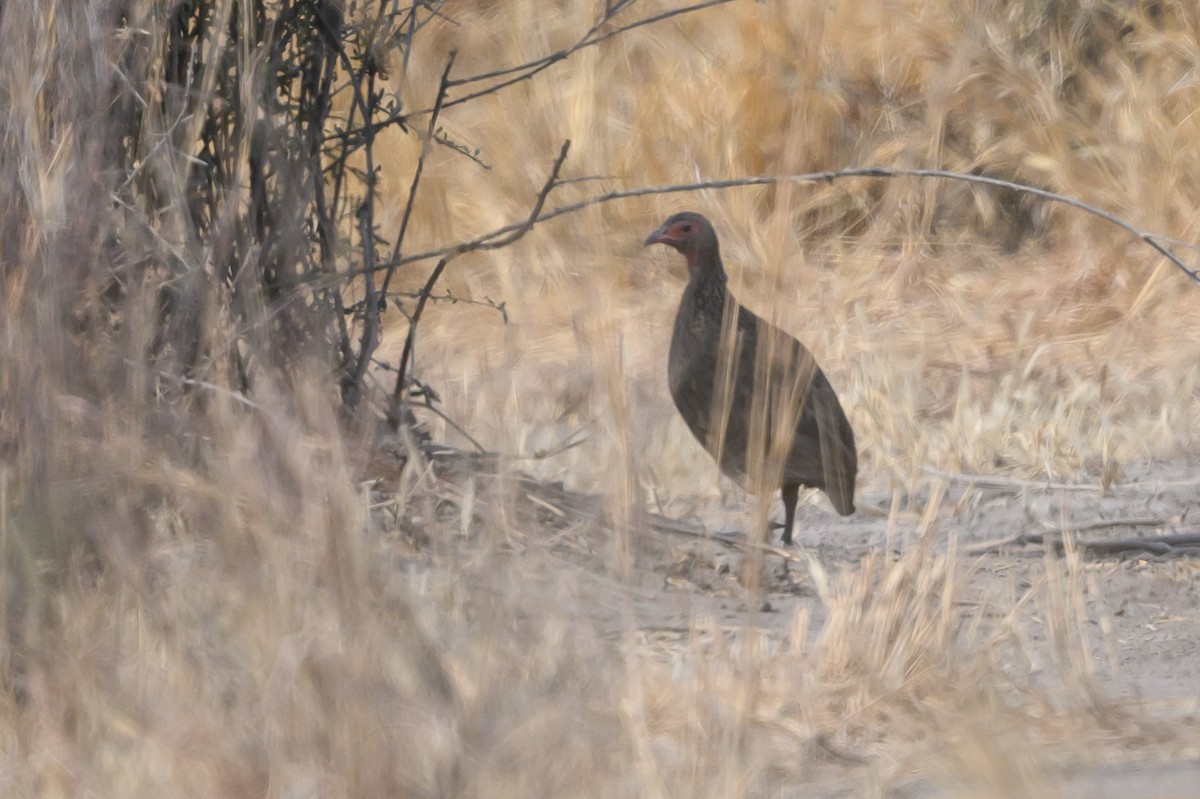 Francolin de Swainson - ML610255971