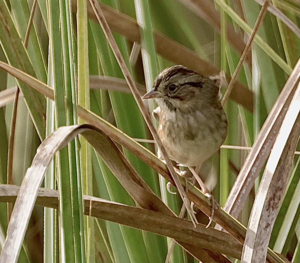 Swamp Sparrow - ML610256015