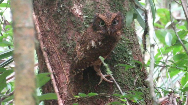 Mountain Scops-Owl - ML610256048