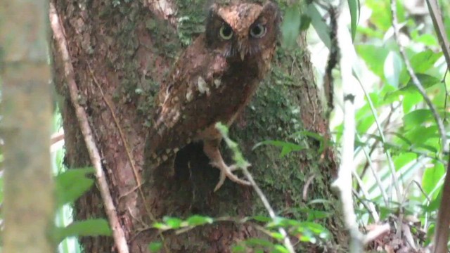 Mountain Scops-Owl - ML610256051