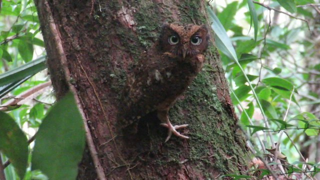 Mountain Scops-Owl - ML610256056