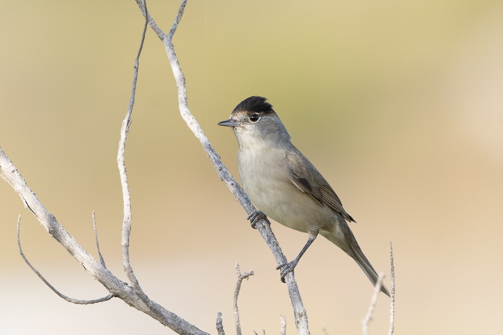 Eurasian Blackcap - ML610256070