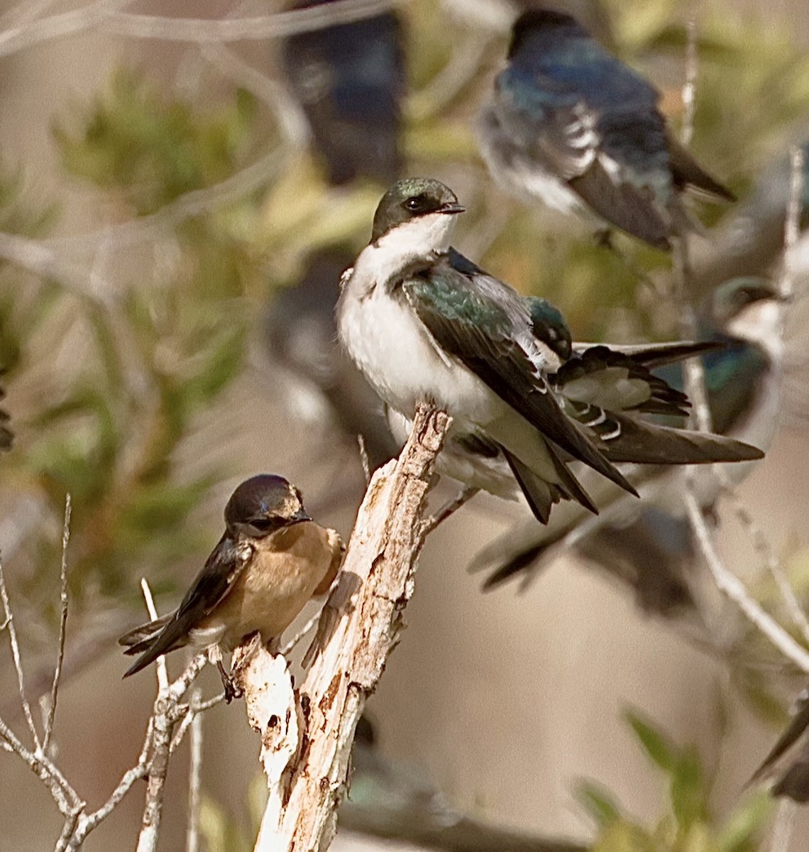 Barn Swallow - ML610256140