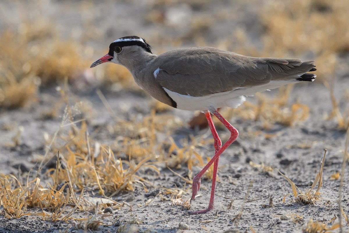Crowned Lapwing - ML610256253
