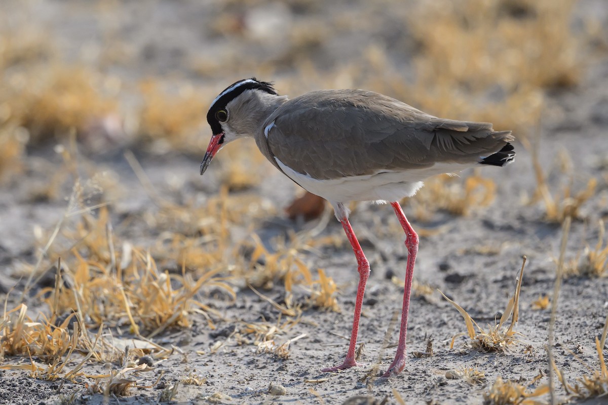 Crowned Lapwing - ML610256254