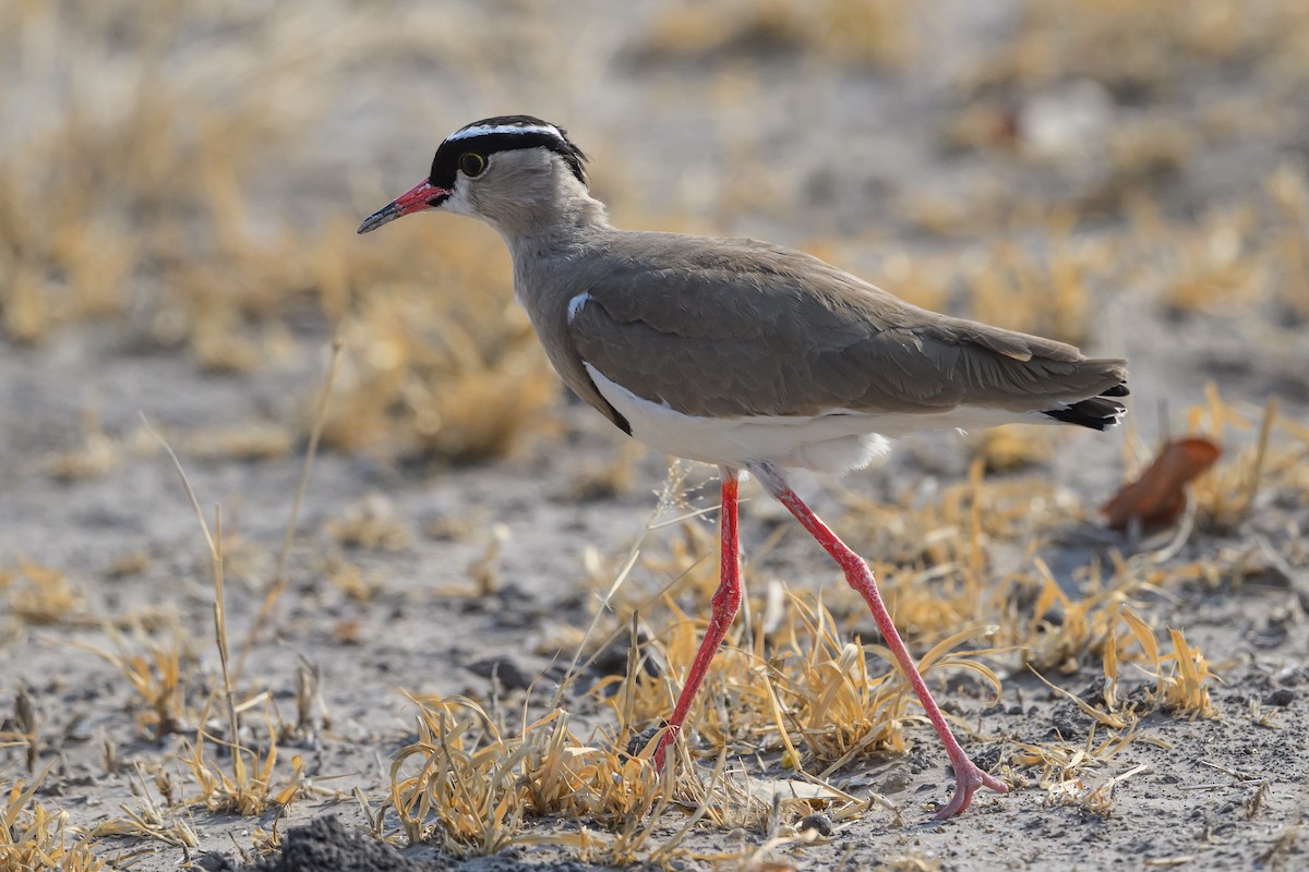 Crowned Lapwing - ML610256255