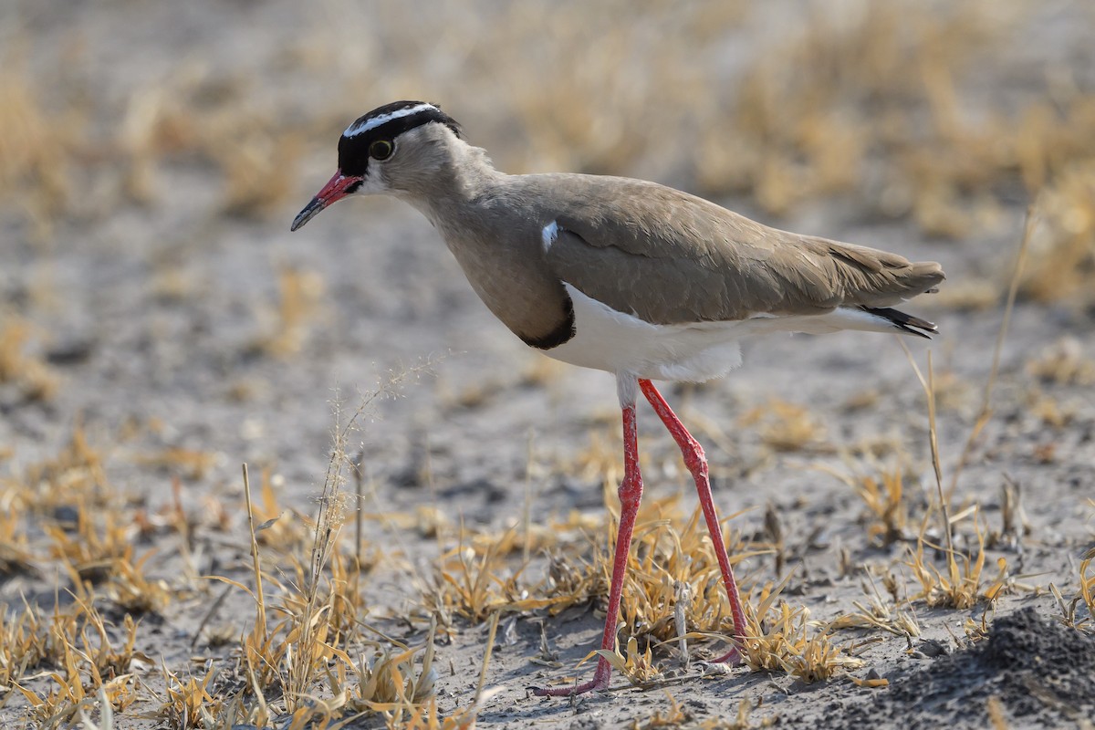 Crowned Lapwing - ML610256257