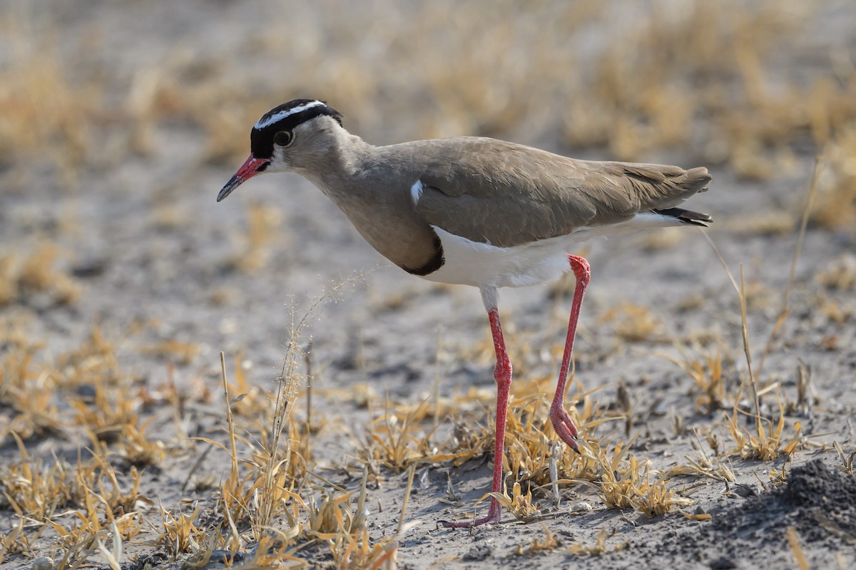 Crowned Lapwing - ML610256258