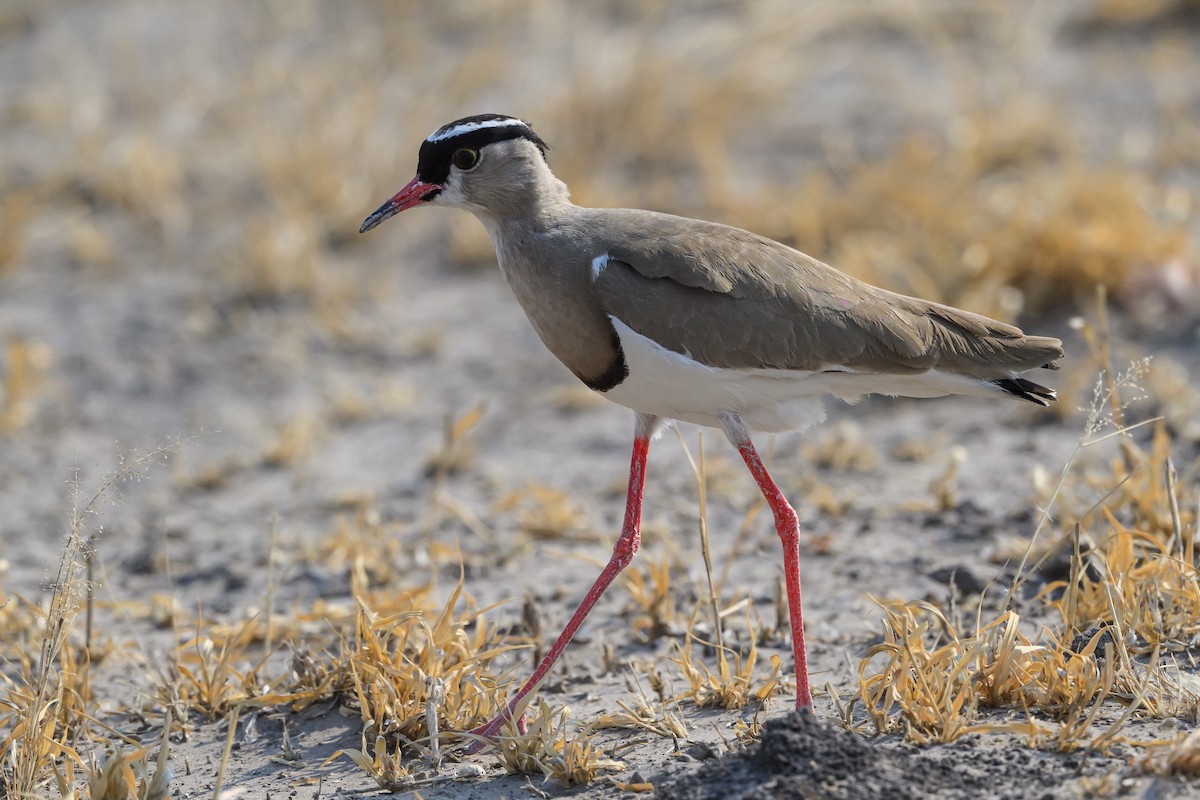 Crowned Lapwing - ML610256260