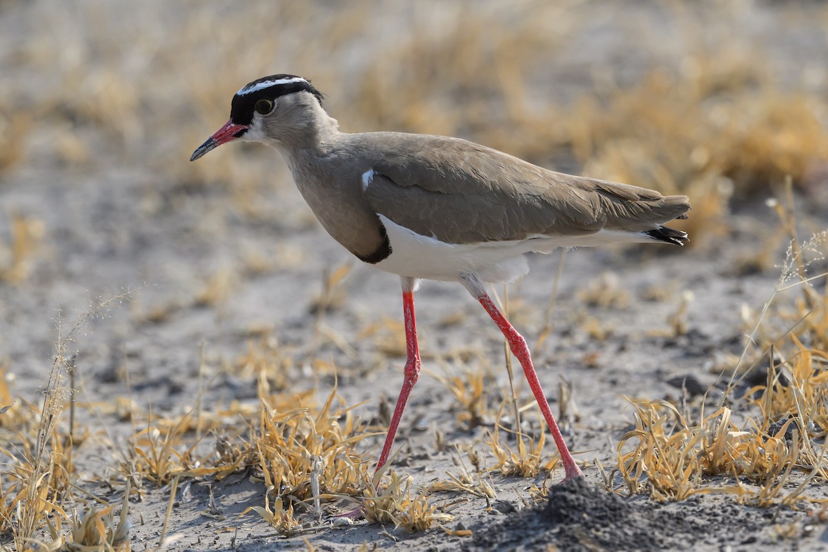 Crowned Lapwing - ML610256261