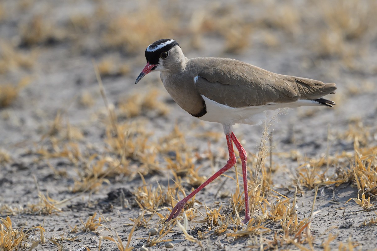 Crowned Lapwing - ML610256263