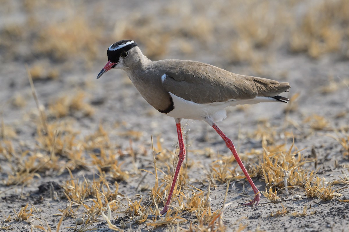 Crowned Lapwing - ML610256264