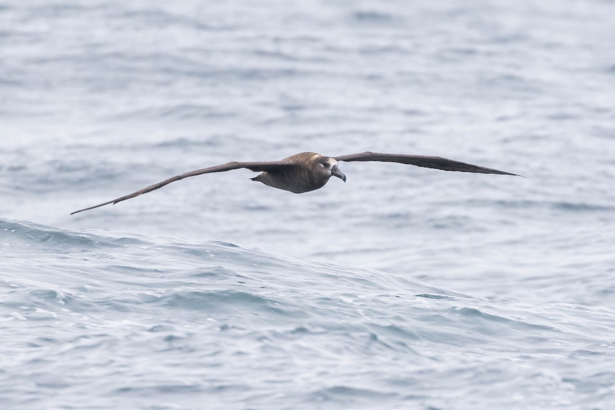 Black-footed Albatross - ML610256338