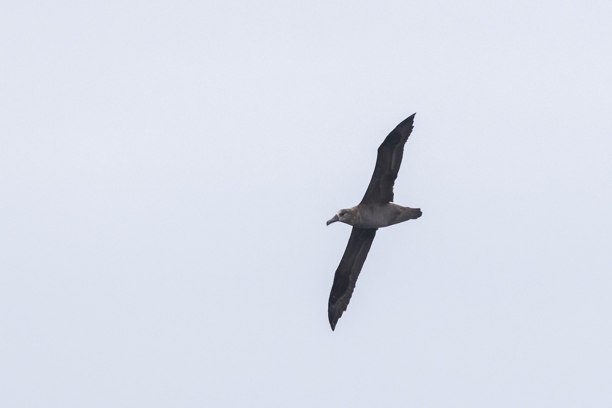 Black-footed Albatross - ML610256339