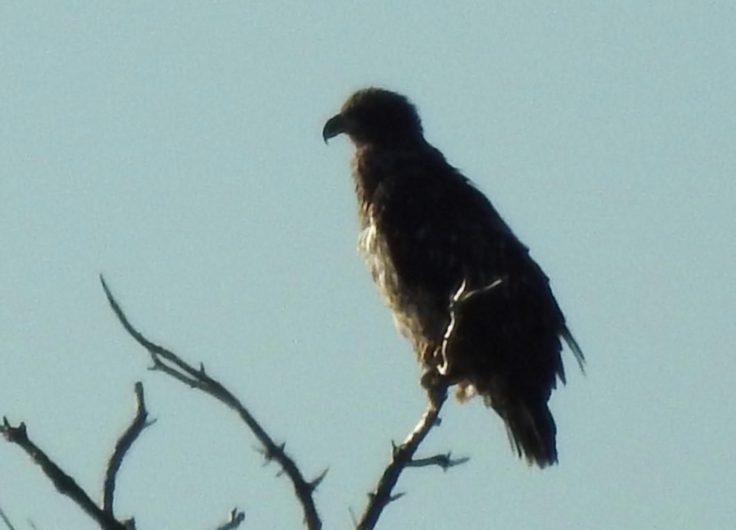 Bald Eagle - Sue Ascher