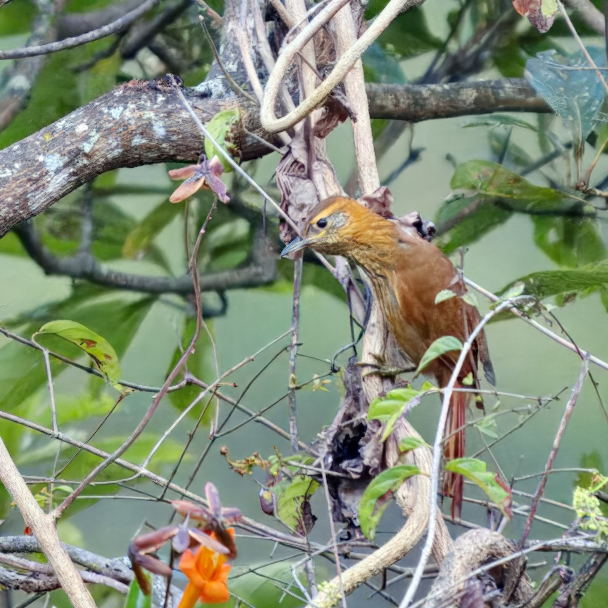 Rufous-necked Foliage-gleaner - ML610256672