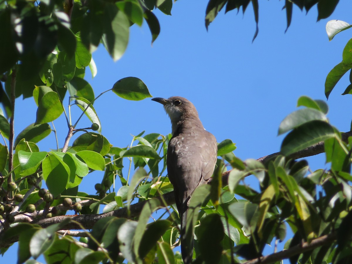 Yellow-billed Cuckoo - ML610256728