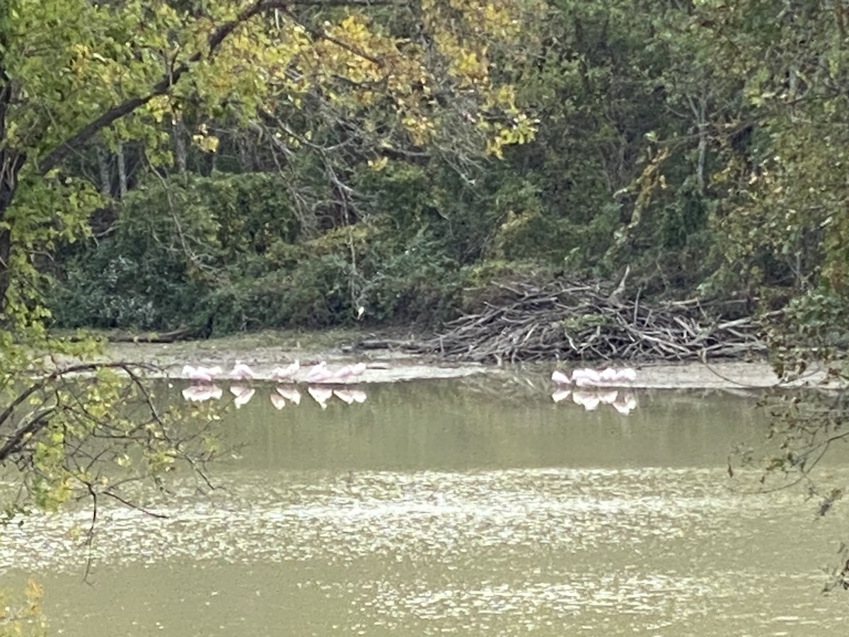 Roseate Spoonbill - ML610256736