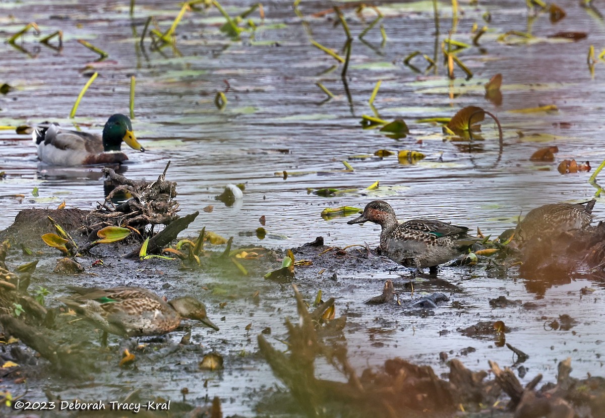 Green-winged Teal - ML610256758