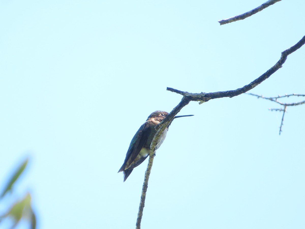 Colibrí Gorjirrubí - ML610256760