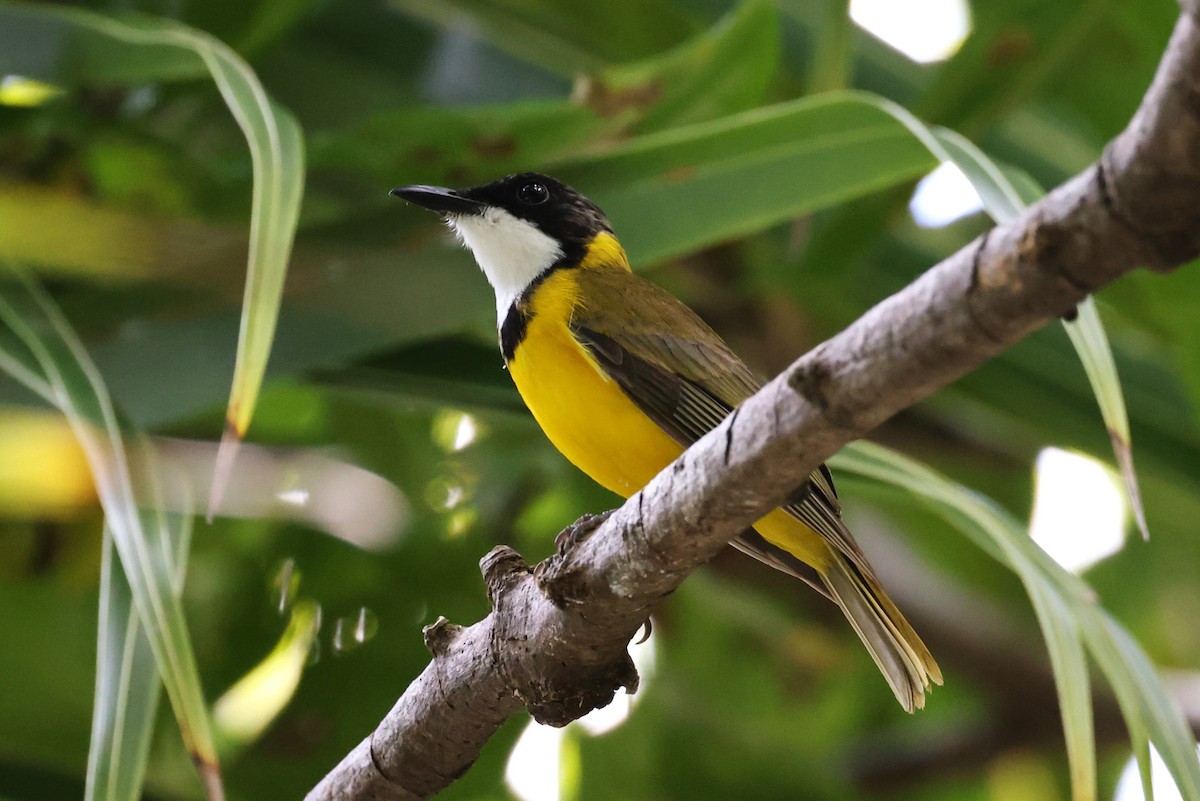 Louisiade Whistler - Charles Davies