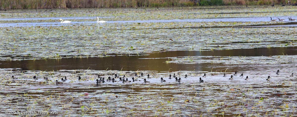 Ring-necked Duck - ML610256775