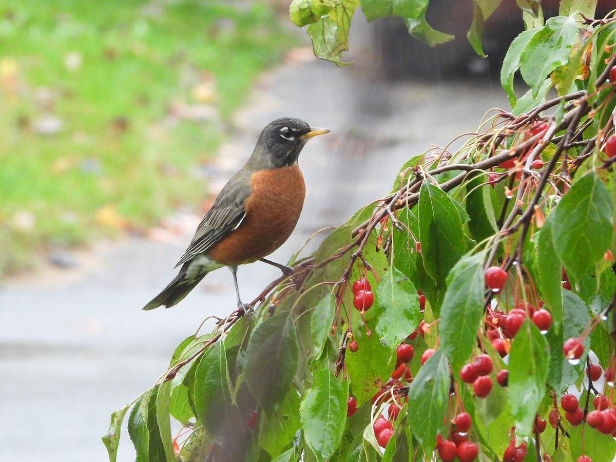 American Robin - ML610256828