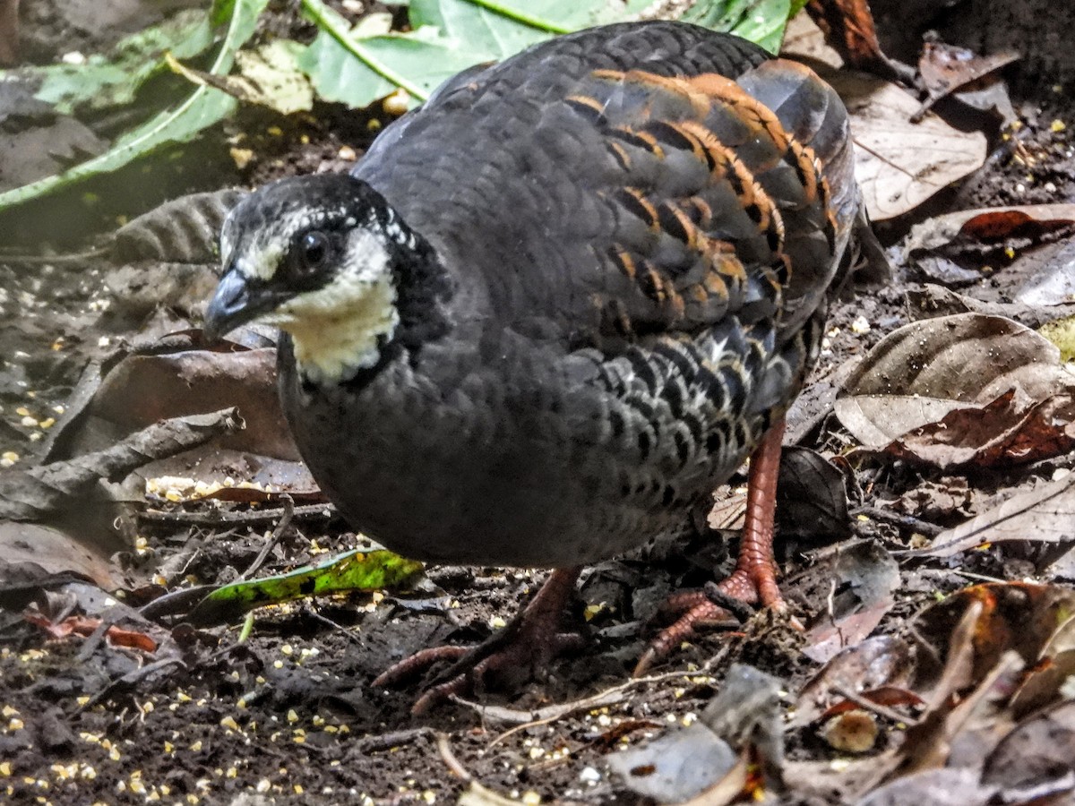 Gray-breasted Partridge - Warren Regelmann