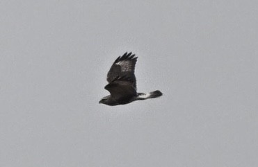 Rough-legged Hawk - ML610256878