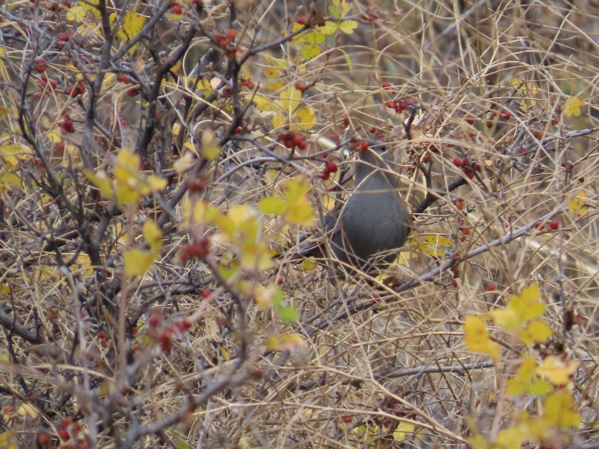 Gray Catbird - ML610256899