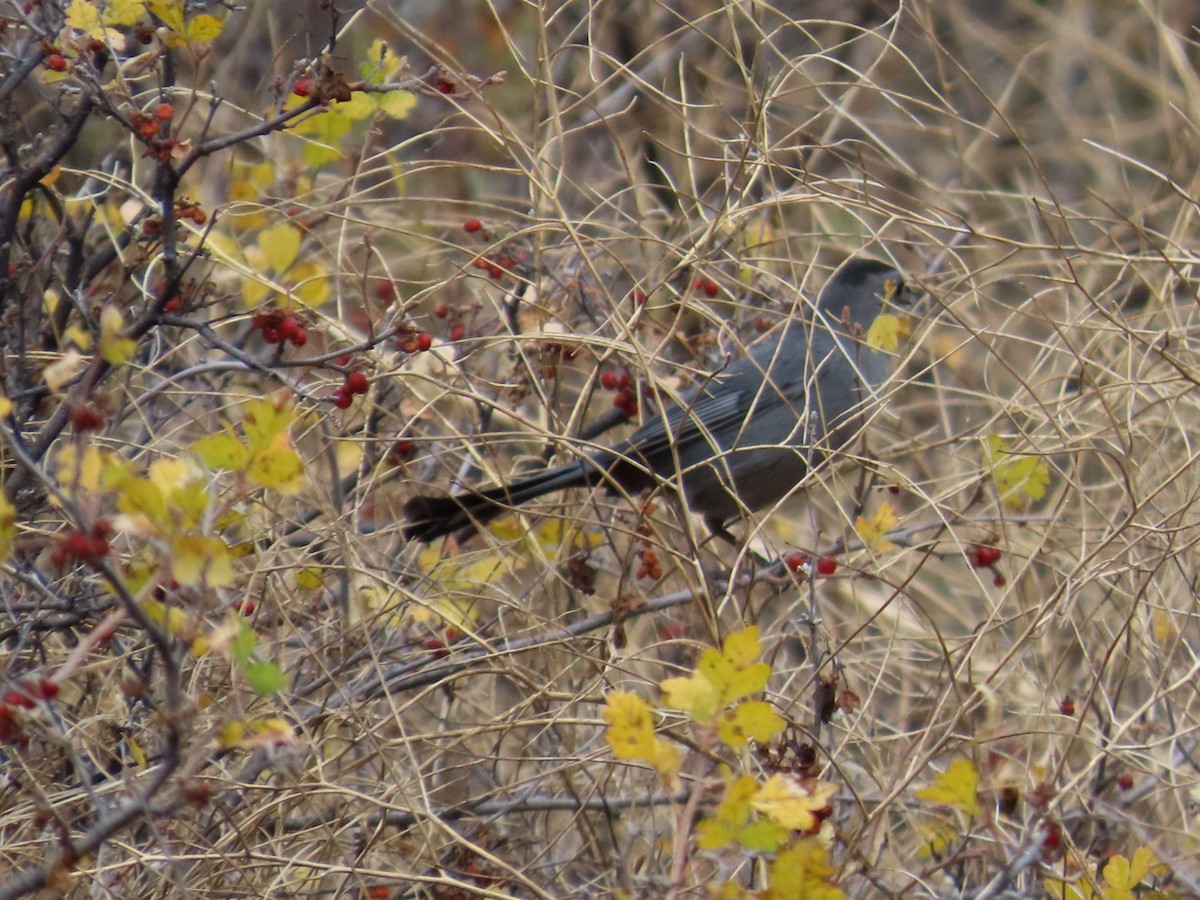 Gray Catbird - ML610256900
