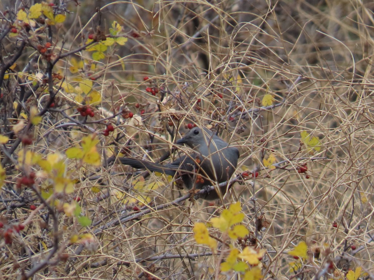 Gray Catbird - ML610256901
