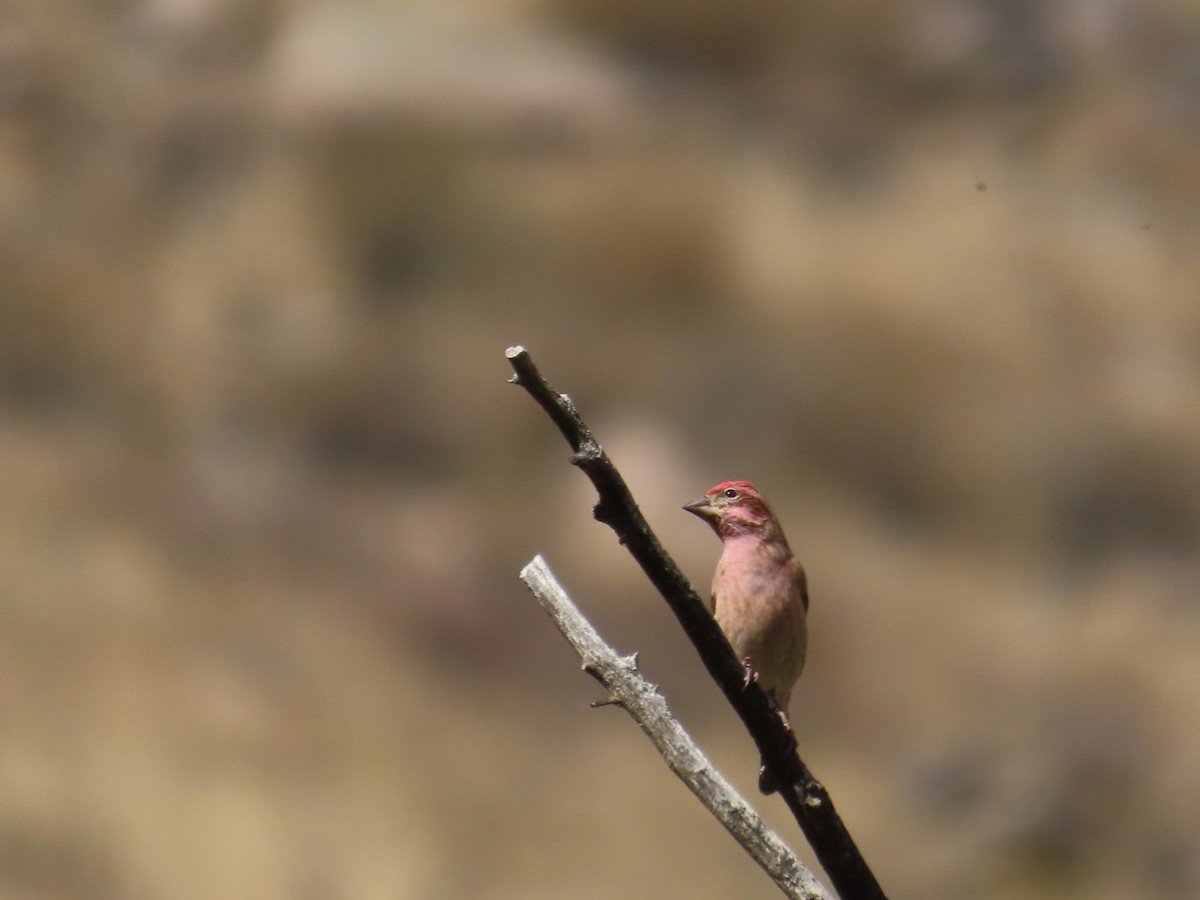 Cassin's Finch - ML610256907