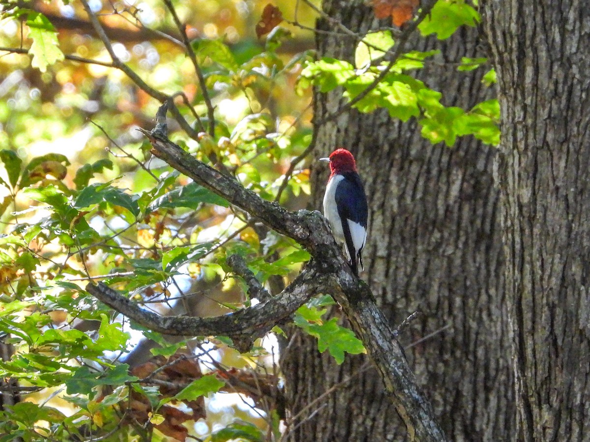 Red-headed Woodpecker - ML610256910