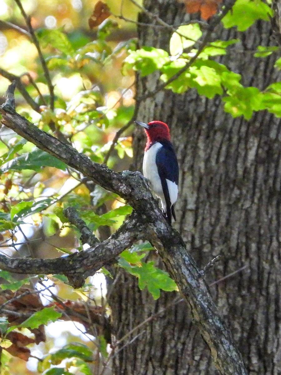 Red-headed Woodpecker - ML610256911