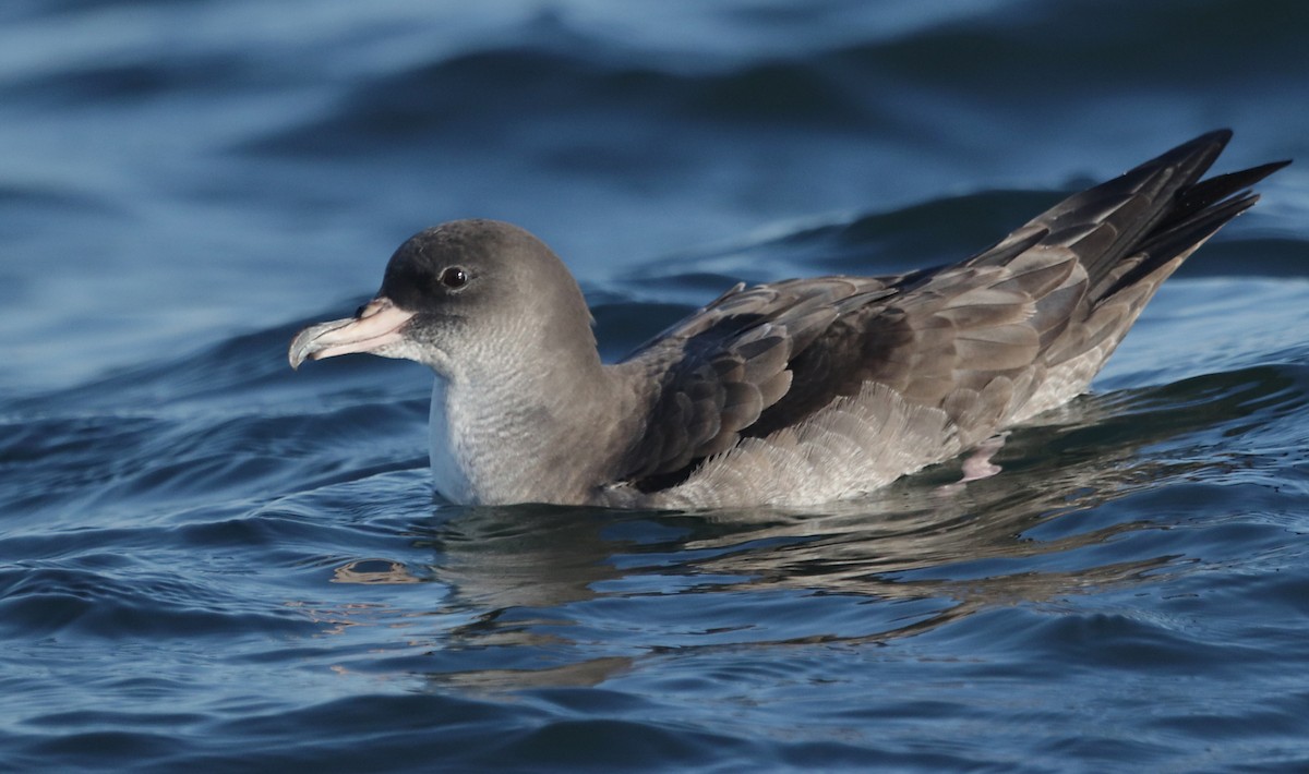 Pink-footed Shearwater - ML610256926