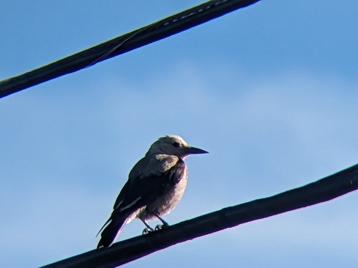 Clark's Nutcracker - ML610256928