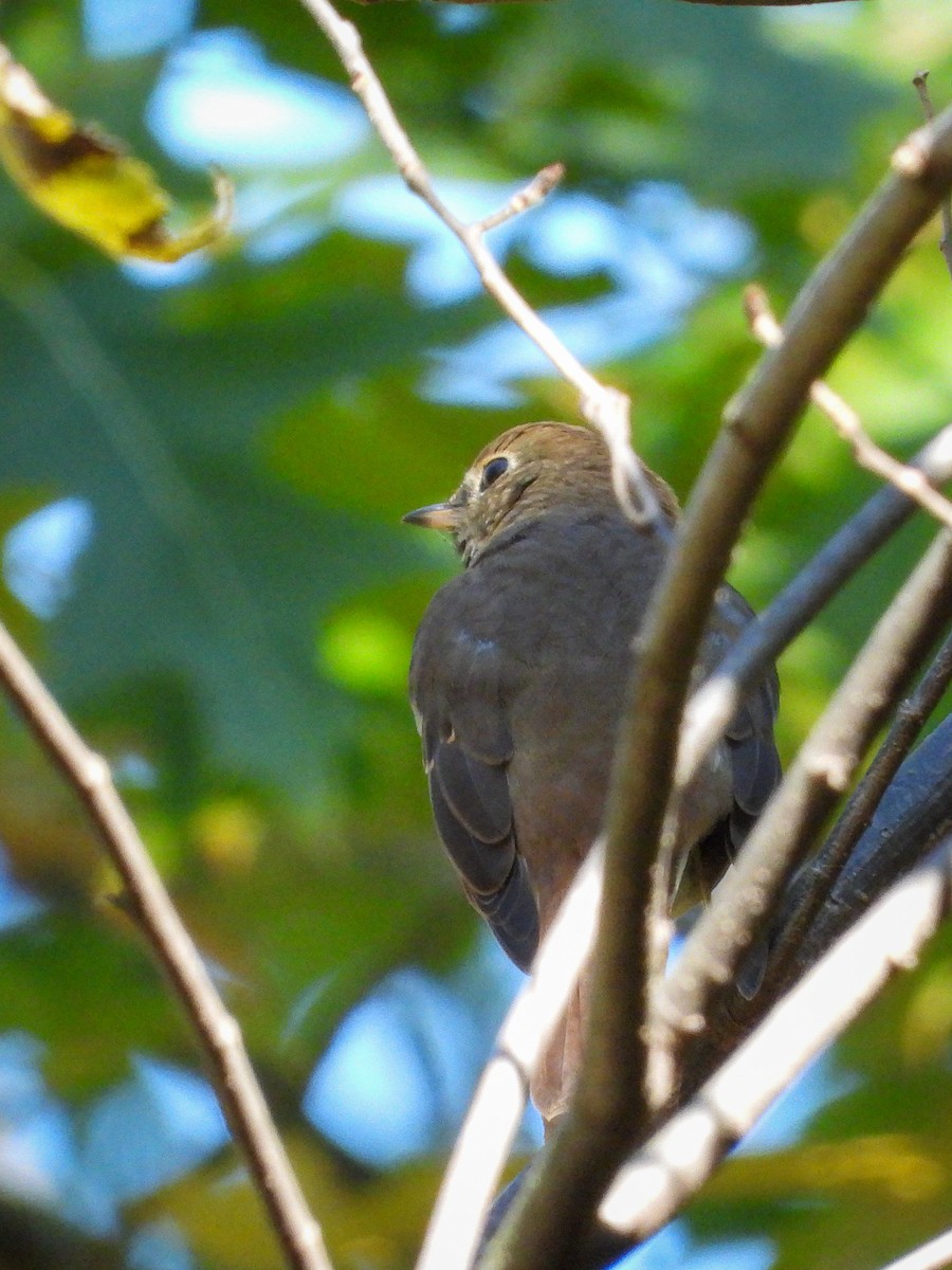 Hermit Thrush - ML610256938