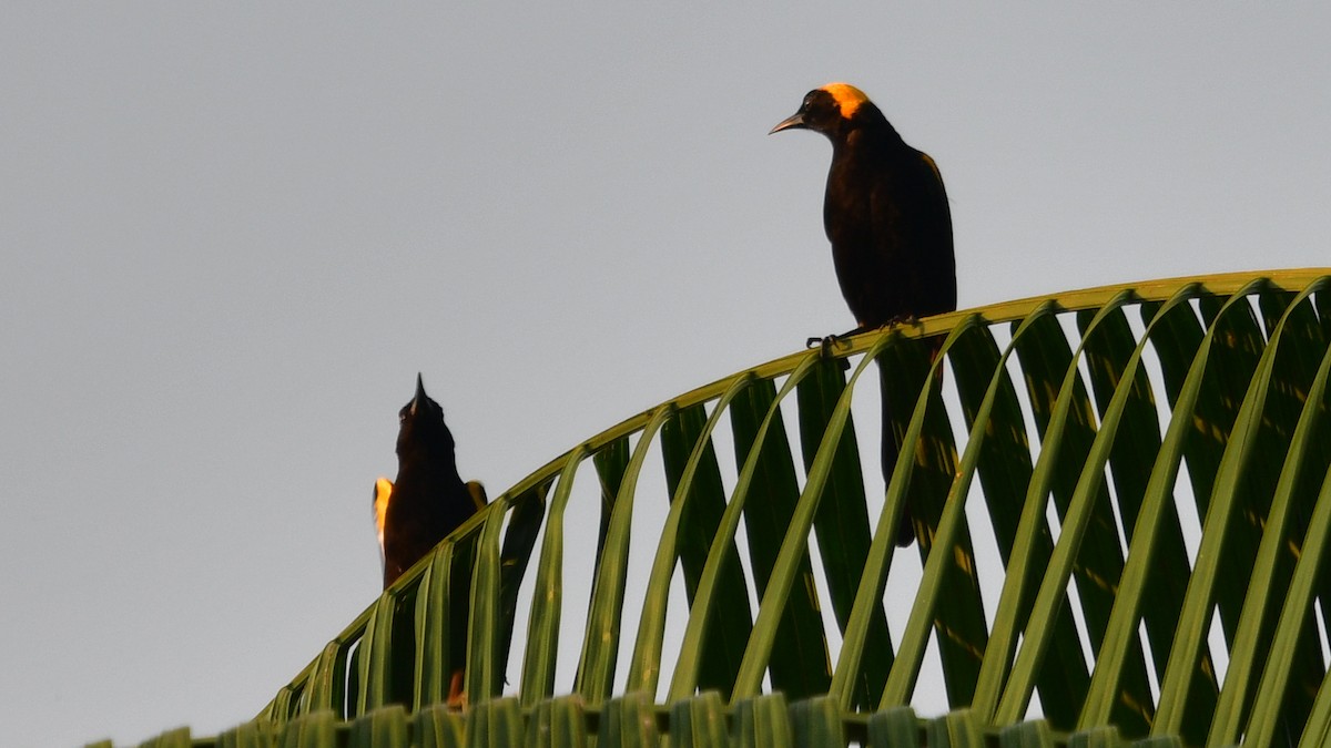 Oriole à épaulettes (chrysocephalus) - ML610256939