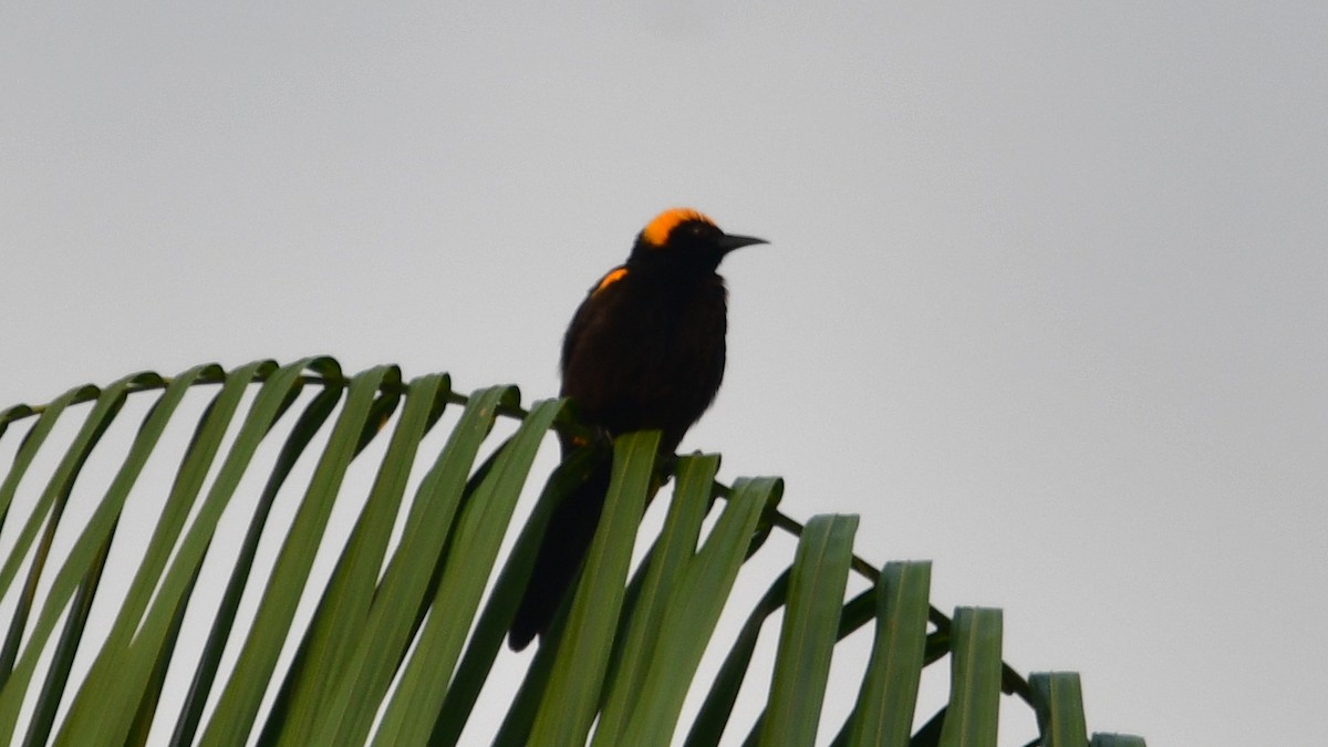 Oriole à épaulettes (chrysocephalus) - ML610256955