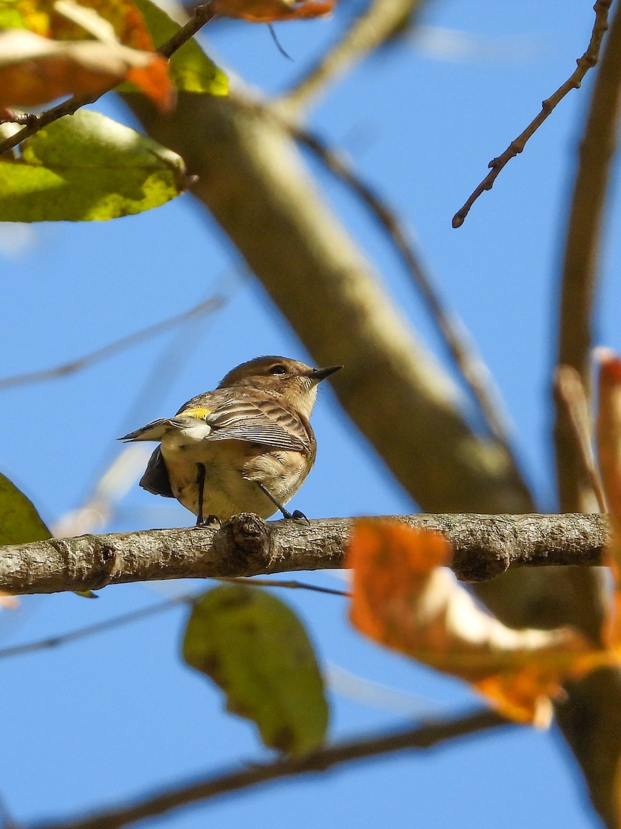 Yellow-rumped Warbler - ML610256959