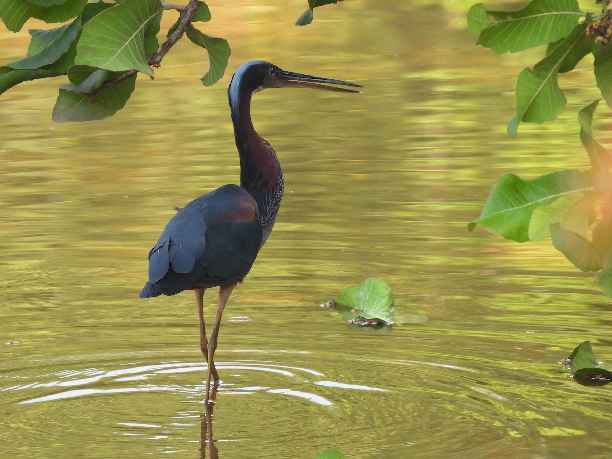 Agami Heron - Iza Alencar