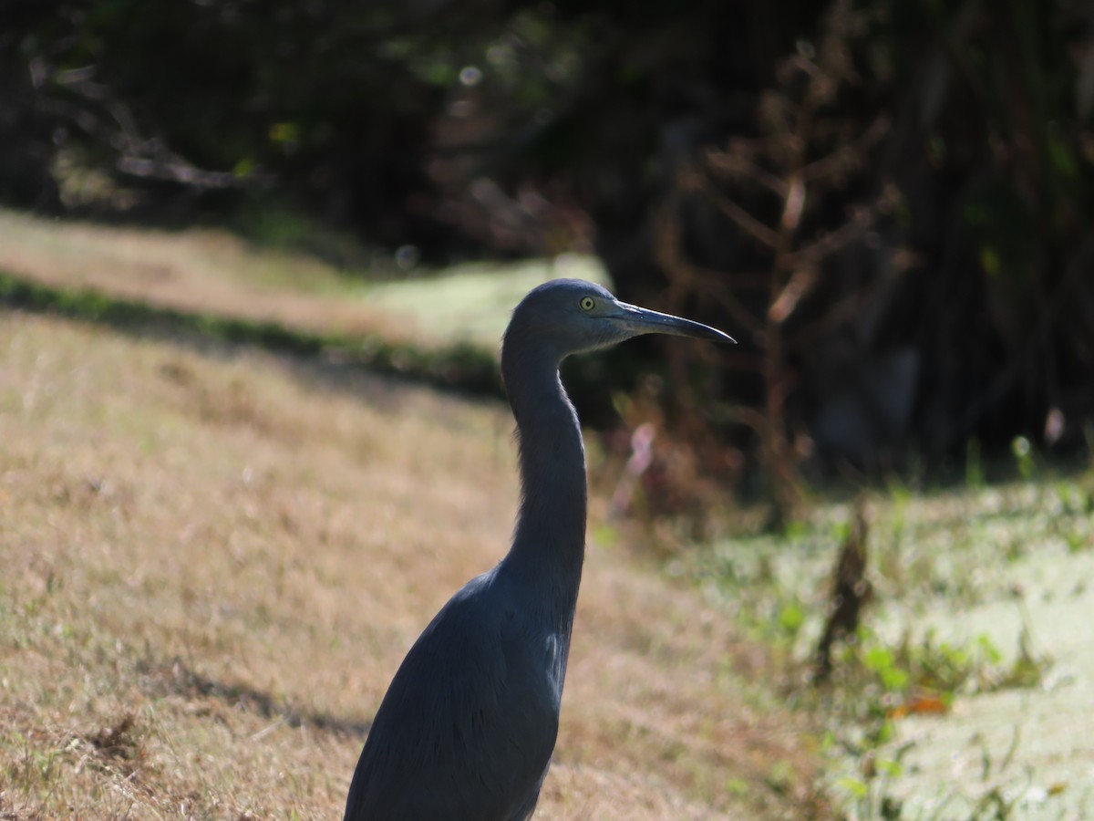 Little Blue Heron - ML610256998