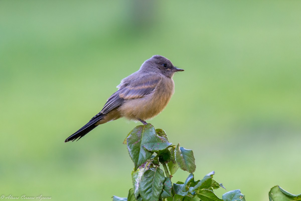 Say's Phoebe - ML610257005
