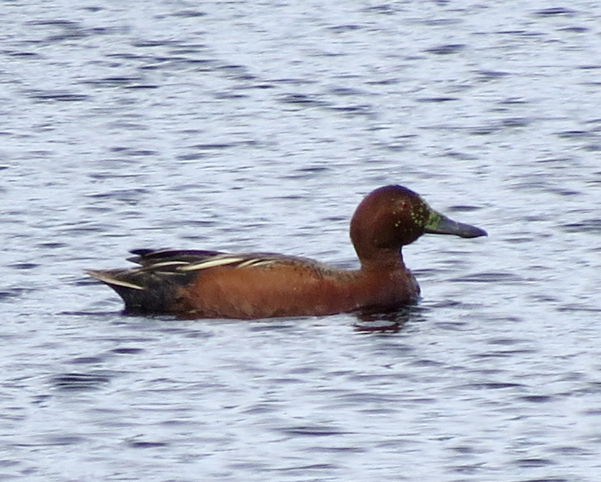 アカシマアジ - ML610257202