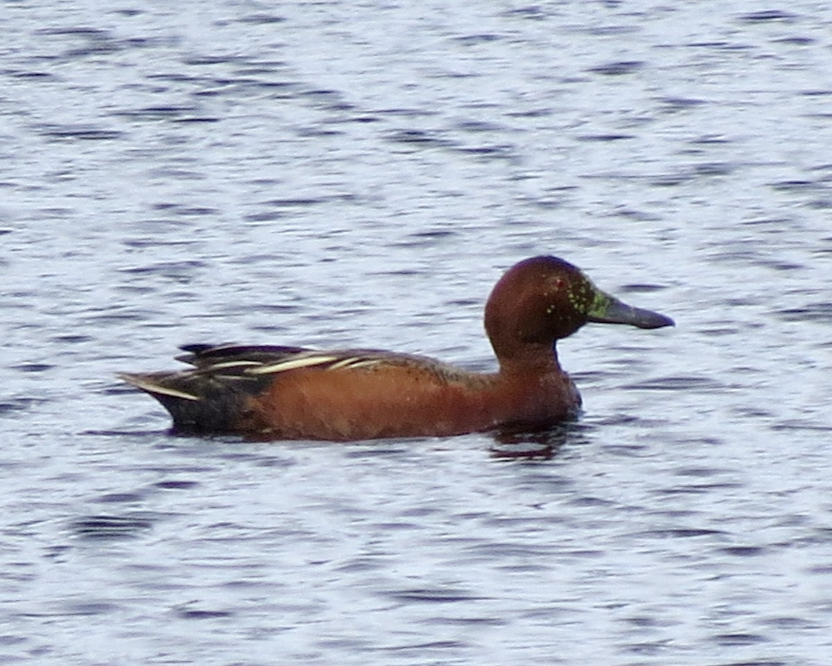 Cinnamon Teal - ML610257202