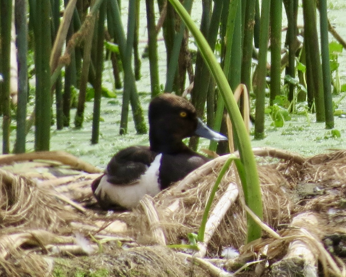 Ring-necked Duck - ML610257222